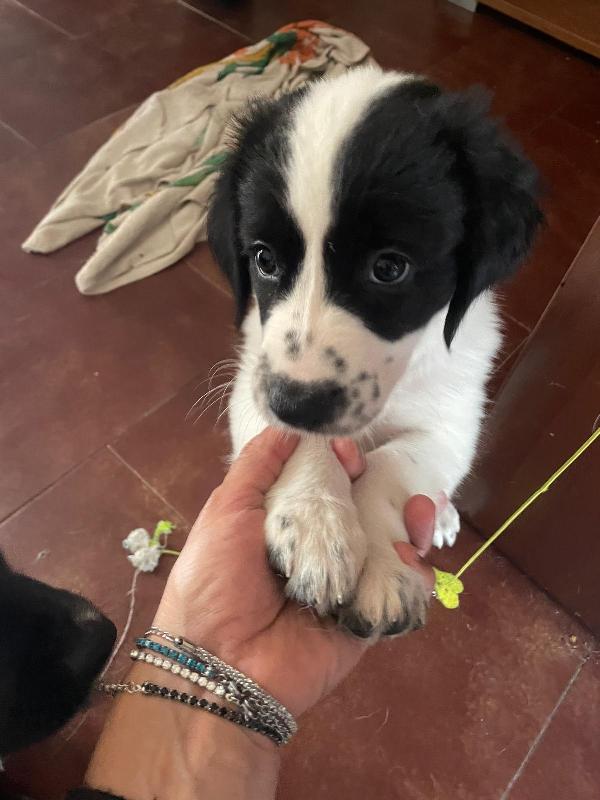 Leila e Lando due cuccioli di quasi 2 mesi cercano casa ❤️ Foto 3